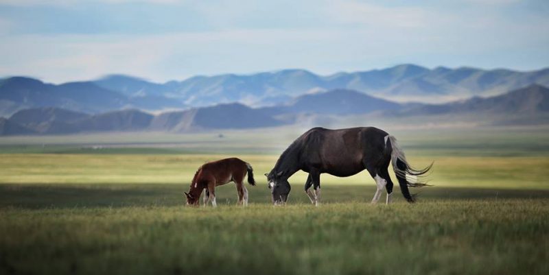 Voyage d'exception à cheval